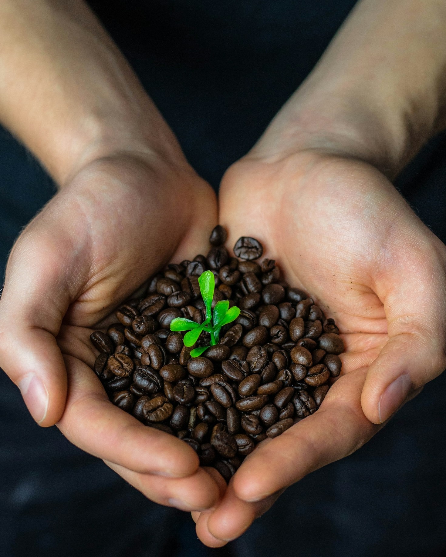 The Global Impact of Ugandan Coffee Initiatives